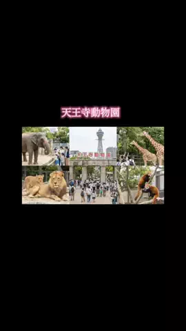 ホテル紹介チャンネルのTikTok投稿