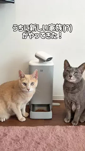 もちもちブラザーズのTikTok投稿