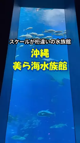 おっきー 🍍沖縄人のTikTok投稿