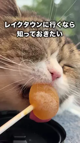 にーしゃ✎𓂃ほのぼの埼玉旅𓂃のTikTok投稿