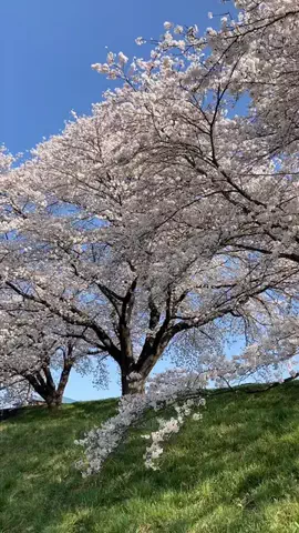 さくもぐのおうちのTikTok投稿