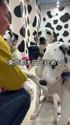うえちゃんのTikTok投稿