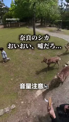 ぴーすけ | シンプル4人暮らし＋🐶のTikTok投稿