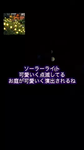 ちーちゃん🎀2匹のわんことハッピー人生のTikTok投稿