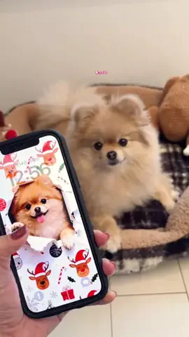 北海道のポメみるちのTikTok投稿