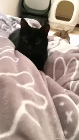 ねこにひきのTikTok投稿