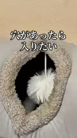 焼きビーフンのTikTok投稿