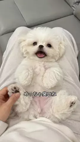 独アラちゃん｜爆美女目指すのTikTok投稿