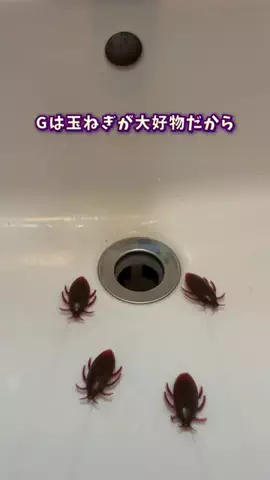 のぼ｜妻の笑顔を作る暮らし術のTikTok投稿