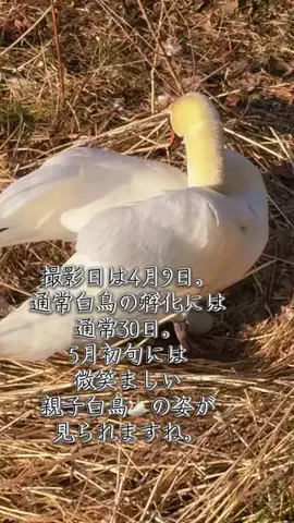 🛥️tama🐉のTikTok投稿