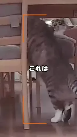 ねこぞー@猫のお役立ち情報のTikTok投稿