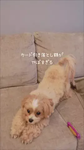 𝐌𝐚𝐲𝐮𝐧𝐨🕊️のTikTok投稿