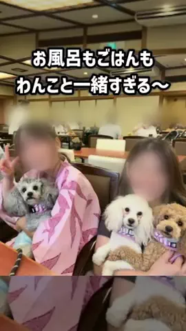 ririkaと4匹のトイプードルのTikTok投稿