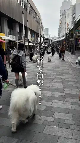 神戸グルメまひろのTikTok投稿