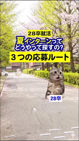 就活猫猫のTikTok投稿