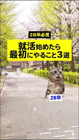 就活猫猫のTikTok投稿