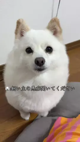bellaver🐻‍❄️のTikTok投稿