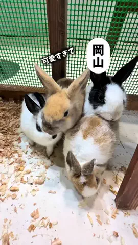 まるごと岡山のTikTok投稿