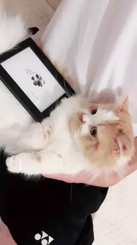 ゴテレモ🍋のTikTok投稿