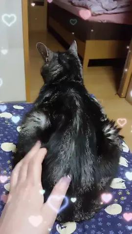 ╰ᘏᗢ ひにゃみ ฅ🐾໊のTikTok投稿