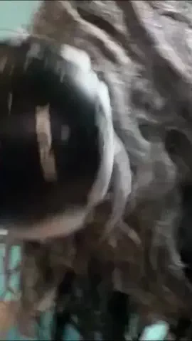 咲夜のTikTok投稿