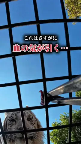 ここっと兵庫 |兵庫おでかけ・穴場グルメのTikTok投稿