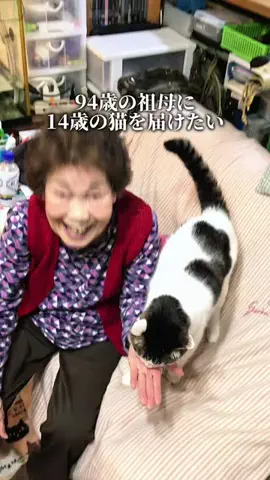 ここっと兵庫 |兵庫おでかけ・穴場グルメのTikTok投稿