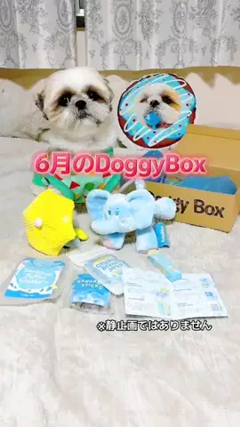 しんちゃん🐶カインズ強火ヲタの犬のTikTok投稿