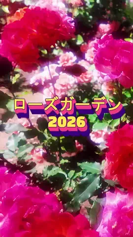 おでかけポコのTikTok投稿