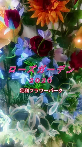 おでかけポコのTikTok投稿