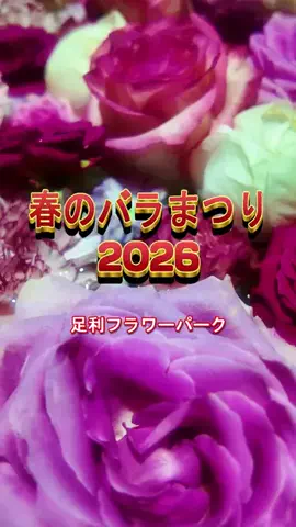 おでかけポコのTikTok PR投稿：春のバラまつり2026開催中【あしかがフラワーパーク】TikT…