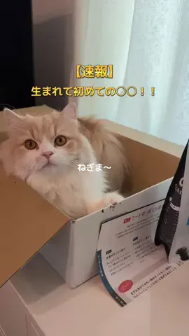 ねぎま【スコティッシュフォールド】のTikTok投稿