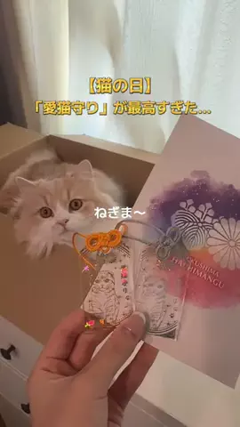 ねぎま【スコティッシュフォールド】のTikTok投稿