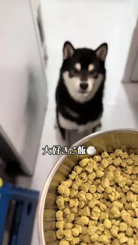 黒柴🐕コテツのTikTok投稿
