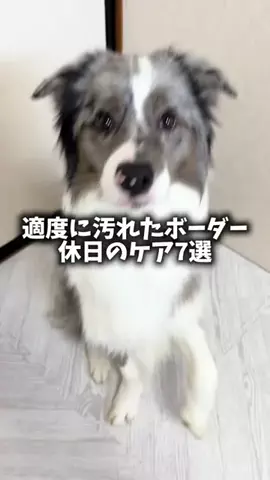 ボーダーコリーのはなとふぃりのTikTok投稿