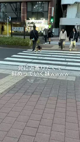 ブラコン妹が尊いのTikTok投稿
