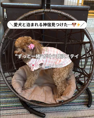 コスパ旅@コスパ良くオシャレに旅行✈️のTikTok投稿