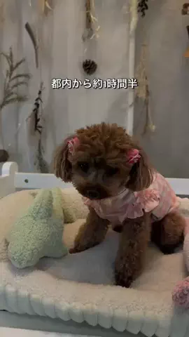 コスパ旅@コスパ良くオシャレに旅行✈️のTikTok投稿