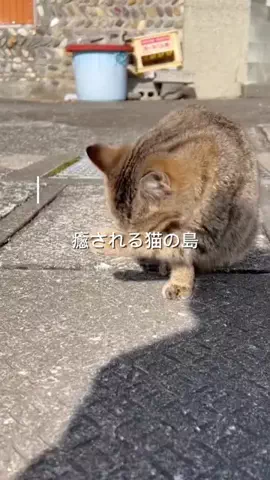 もかのTikTok投稿