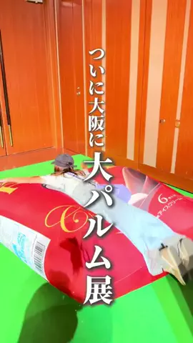 ころたびのTikTok投稿