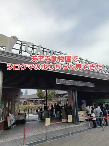野良猫　イチくんとナナちゃんのTikTok投稿