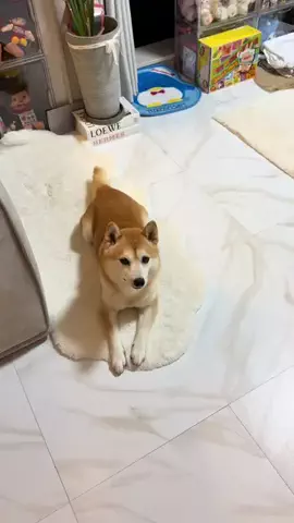 mameshiba.latteのTikTok投稿