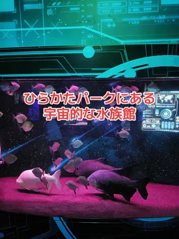 野良猫　イチくんとナナちゃんのTikTok投稿