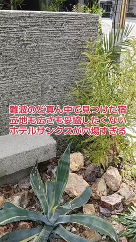 野良猫　イチくんとナナちゃんのTikTok投稿