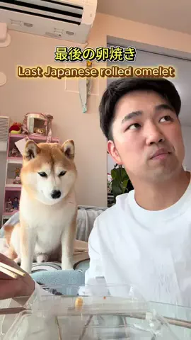 mameshiba.latteのTikTok投稿