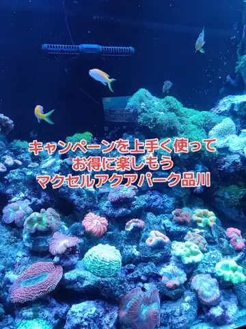 野良猫　イチくんとナナちゃんのTikTok投稿