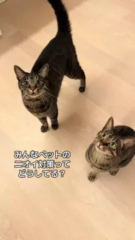 ききらら | キジトラ猫のTikTok投稿