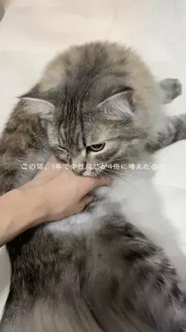 ロイくん🩶のTikTok投稿