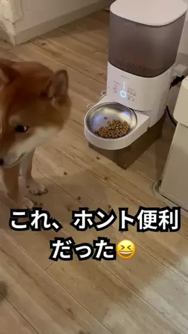 ムギのTikTok投稿