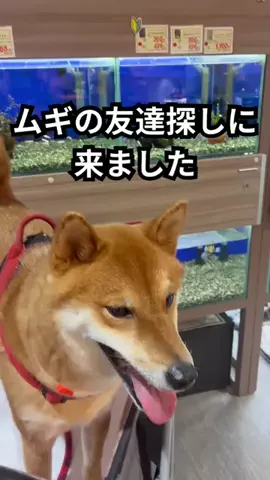 ムギのTikTok投稿